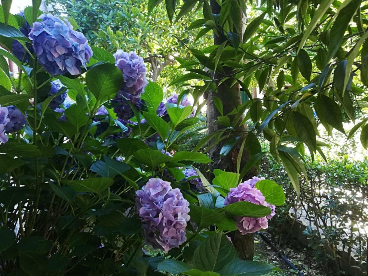 Il Giardino Degli Agrumi Caserta Exterior foto